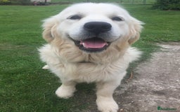 Golden Retriever dogs for sale: K. C stunning Puppies  - Image 9