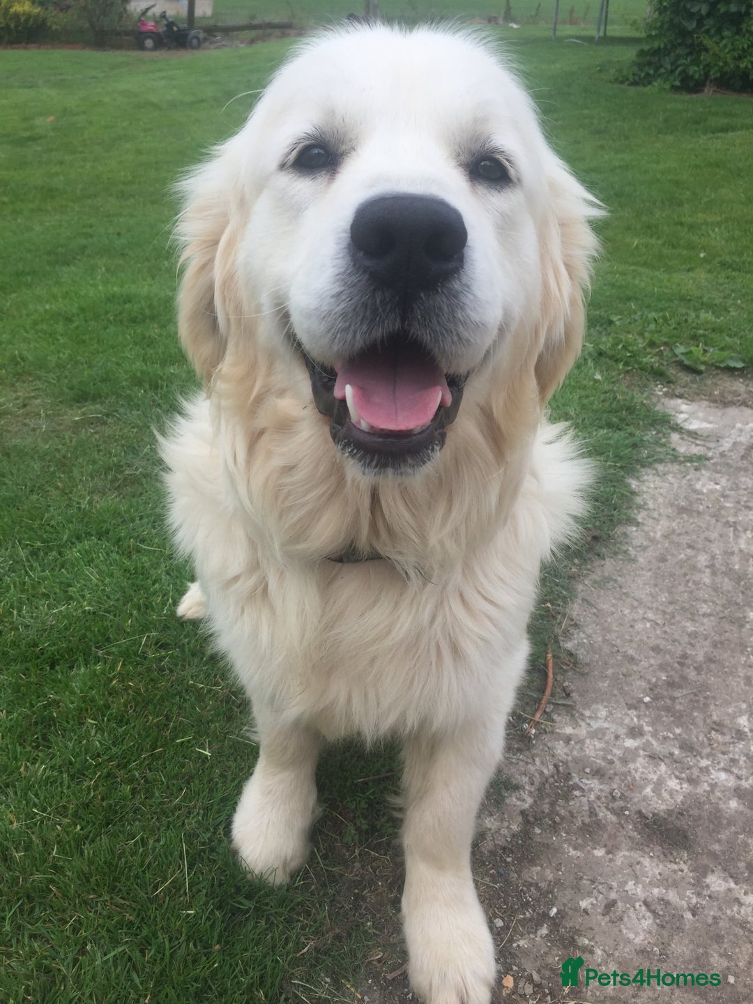 Golden Retriever dogs for sale: K. C stunning Puppies  - Image 9