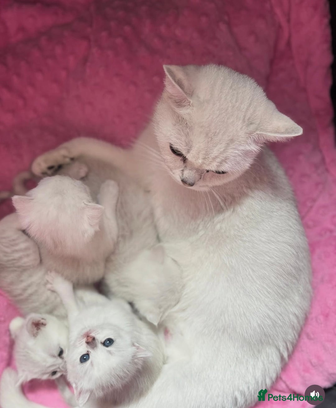 British Shorthair cats for sale: Beautiful BSH Girls - GCCF Reg - Advert 2