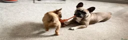 French Bulldog dogs for sale: Beautiful French bulldogs for sale  in Brighouse - Advert 11
