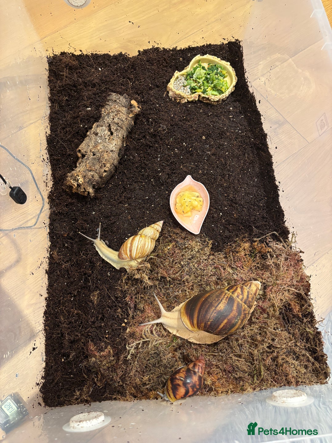 Snails invertebrates for sale: SILVER LEUCISTIC OVUMS TANK STARTER KIT IREDALEI  - Image 12