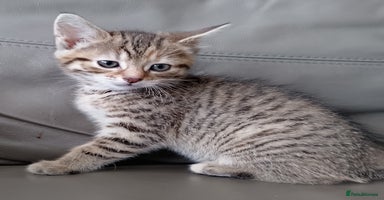 Mixed Breed cats - Advert 10