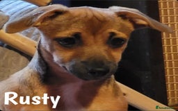 Jack Russell dogs for sale: miniature Jack Russell Puppies - Image 18