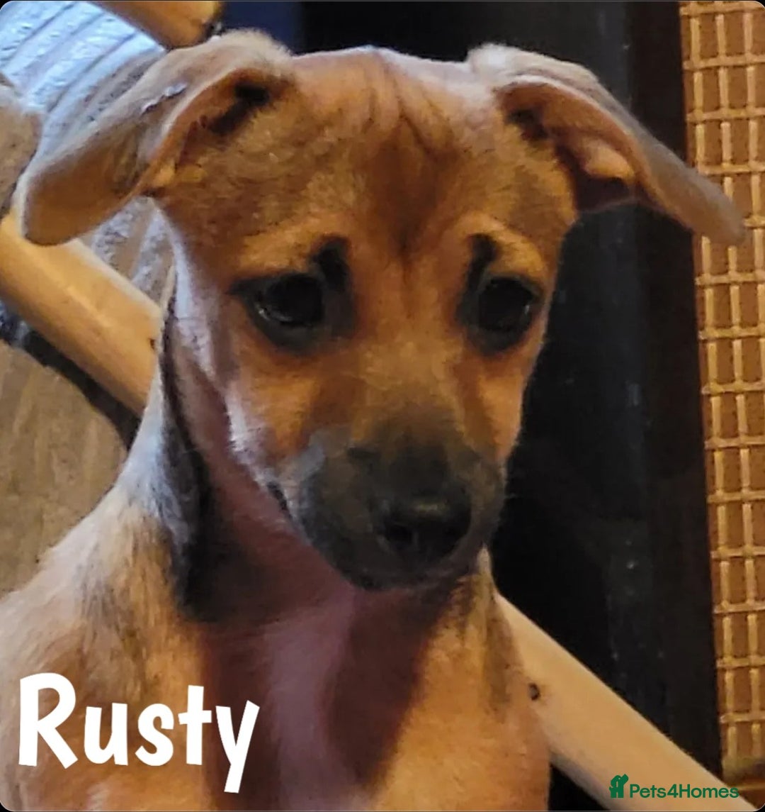 Jack Russell dogs for sale: miniature Jack Russell Puppies - Image 18