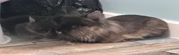 Lionhead rabbits for sale: Beautiful double mane Lionhead bunnies 🐰😍 - Advert 4