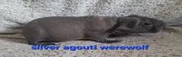 Guinea Pig rodents for sale: 4 male skinny/werewolf pig boars  - Advert 3