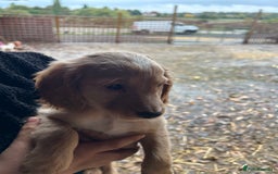 Cocker Spaniel dogs for sale: Beautiful cocker spaniel puppies❤️ - Image 5
