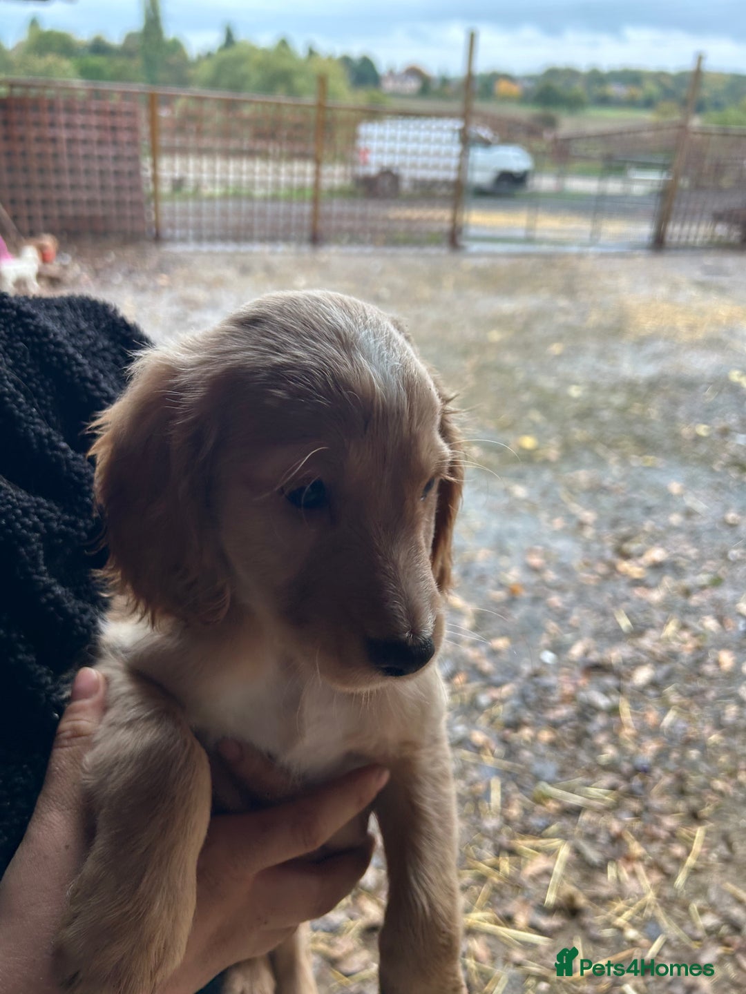 Cocker Spaniel dogs for sale: Beautiful cocker spaniel puppies❤️ - Image 5