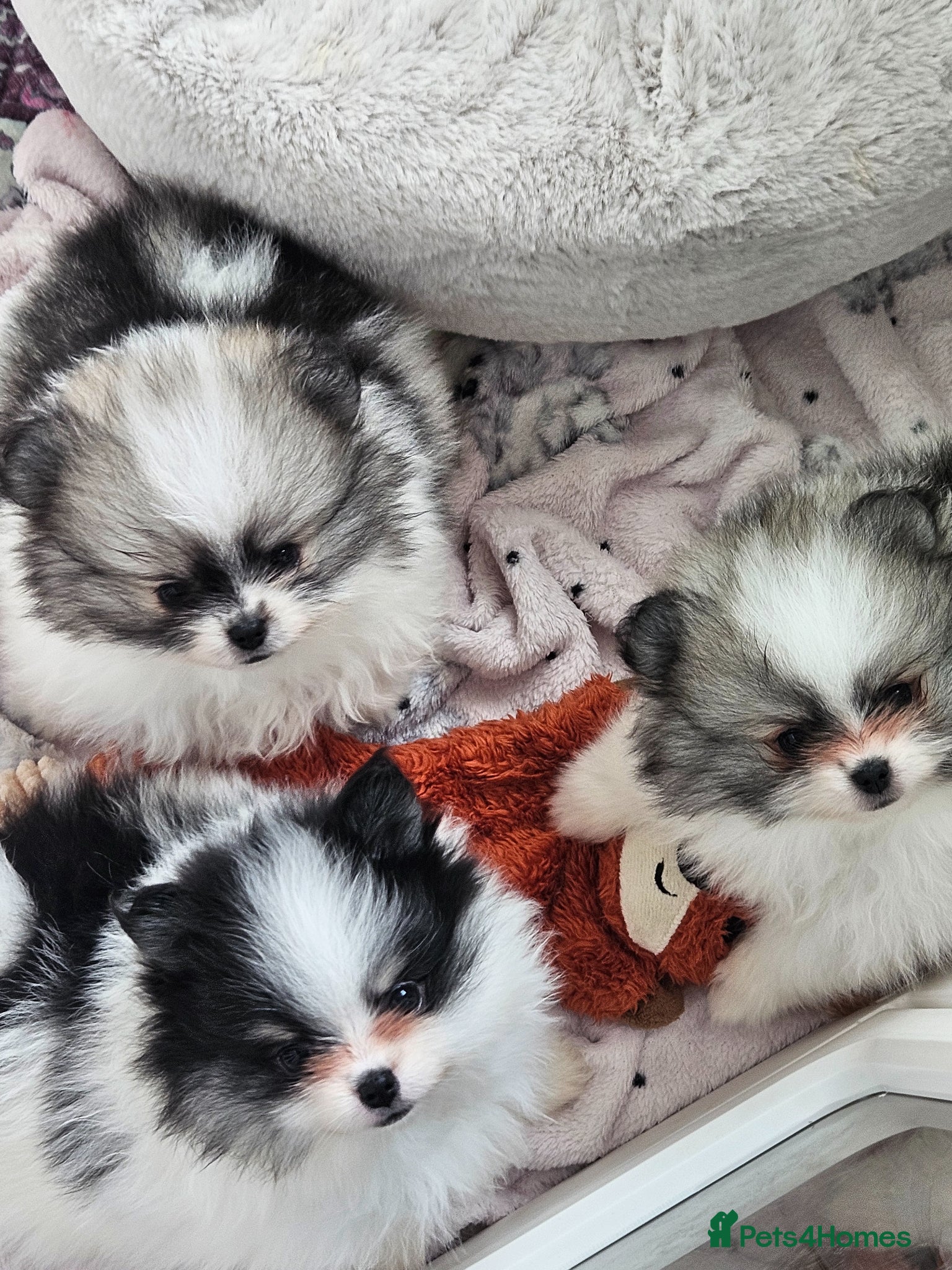 Pomeranian dogs KC registered Pomeranian Puppies for sale  - Advert 18