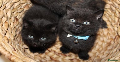 Mixed Breed cats - Advert 10