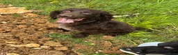 Sprocker dogs for sale: Harley  in Basingstoke - Advert 2