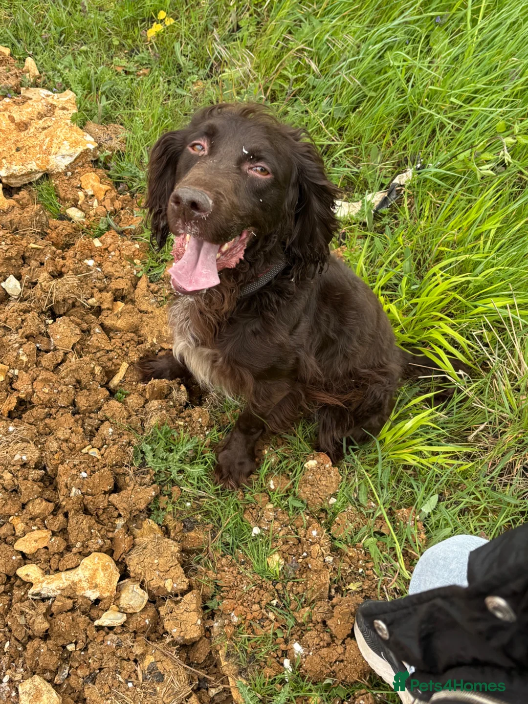 Sprocker dogs for sale: Harley  in Basingstoke - Advert 2