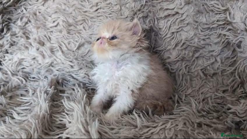 Persian cats Beautiful Persian kittens - Advert 1