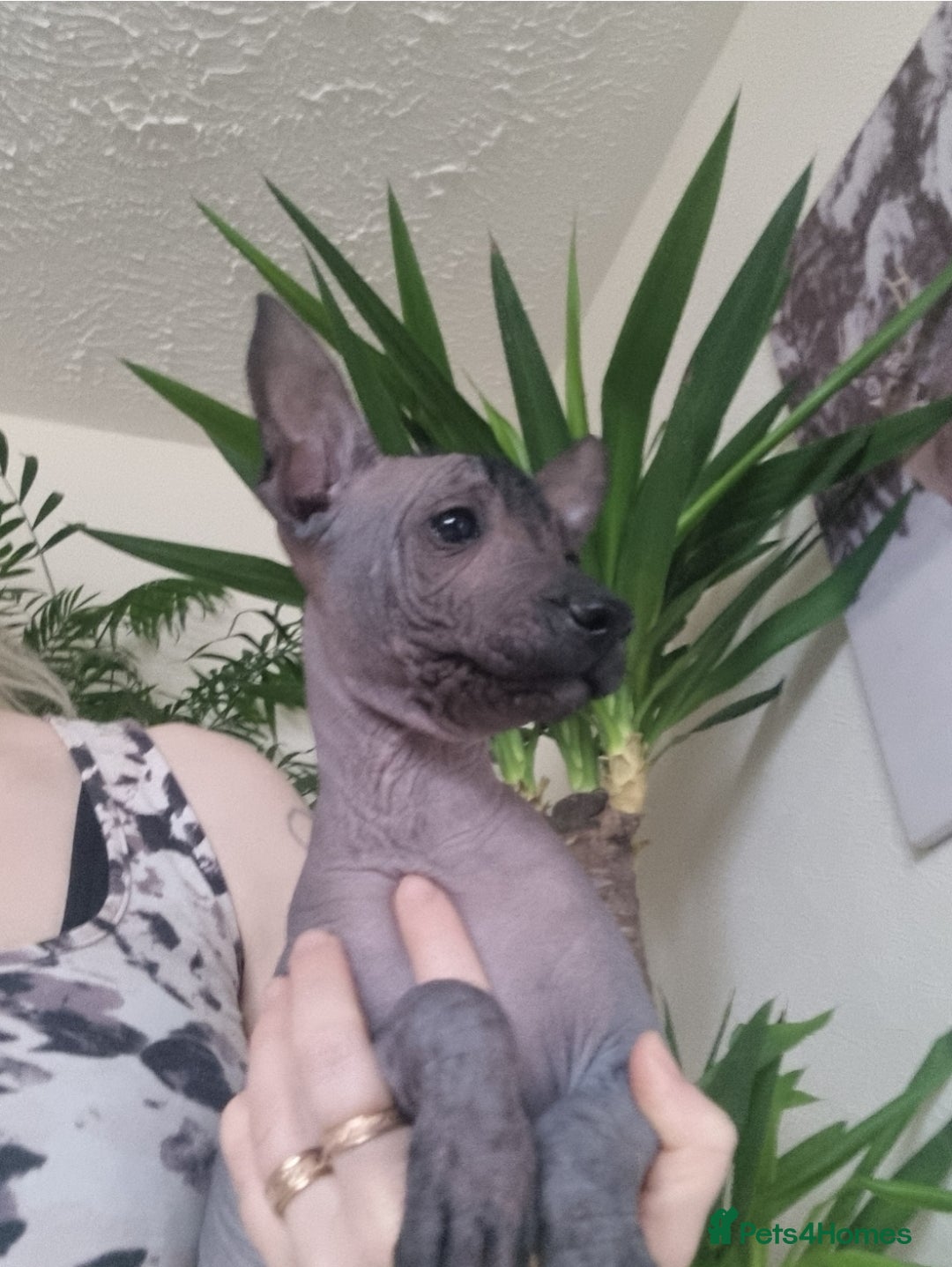 Mexican Hairless dogs for sale: Mexican hair less puppy - Image 4