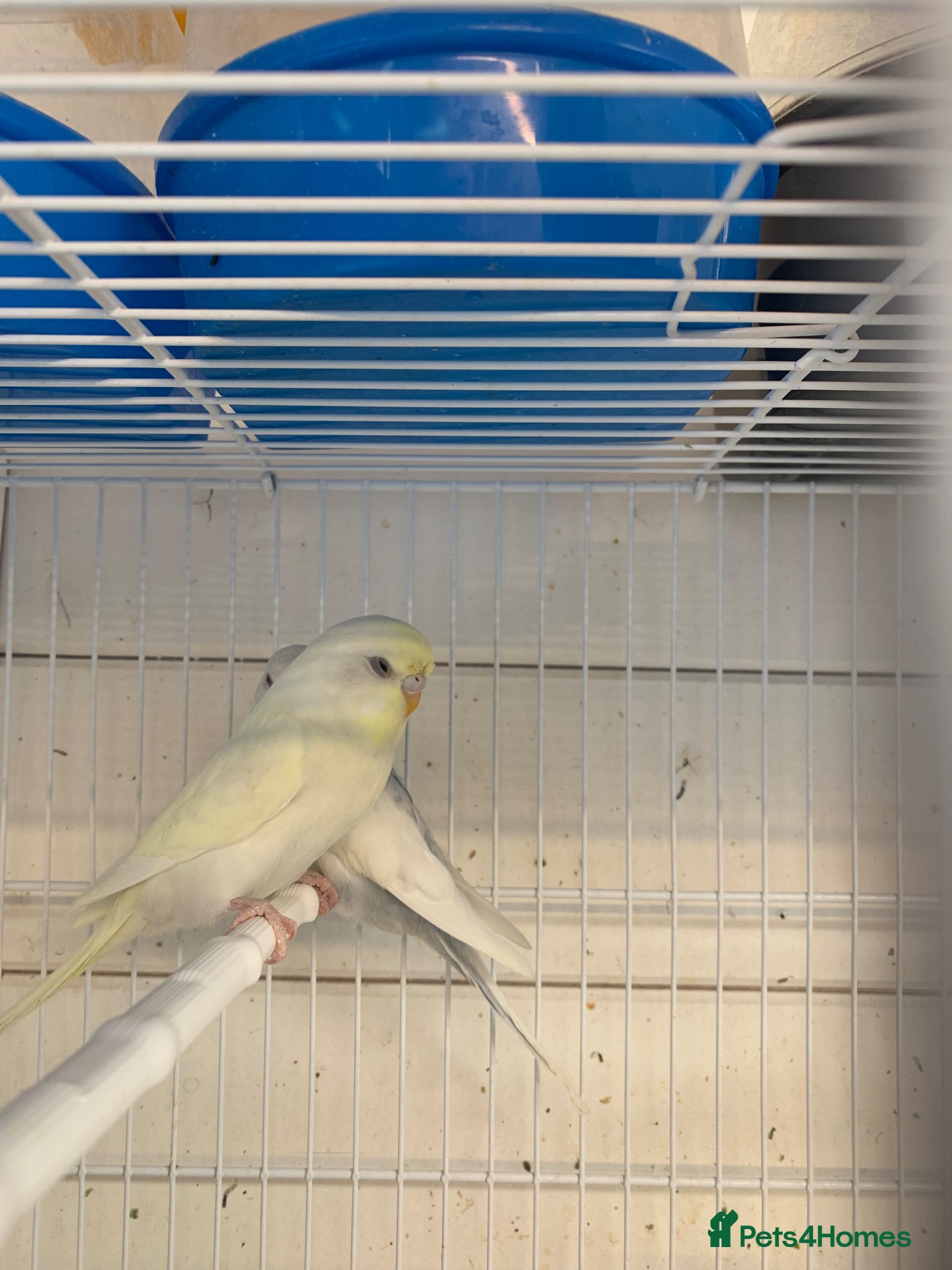 Budgerigars birds Young budgie - Advert 1