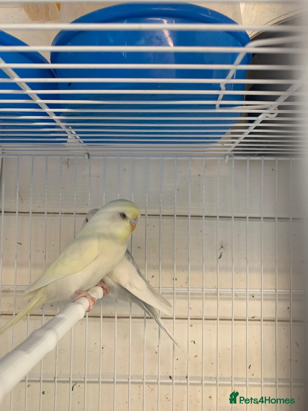 Budgerigars birds for sale: Young budgie - Advert 1
