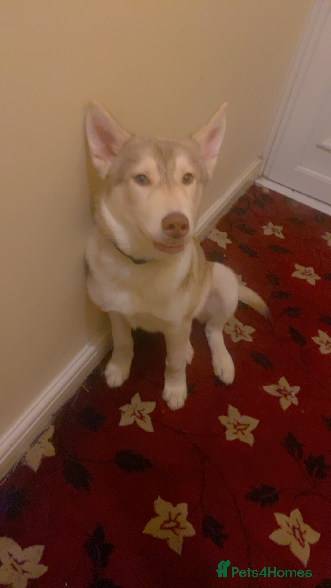 Siberian Husky dogs for sale: Siberian husky koda - Advert 3
