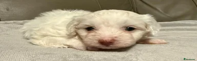 Mixed Breed 6