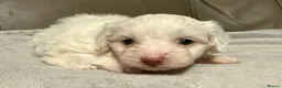 Mixed Breed dogs for sale: Maltipoo x Coton de Tulear Puppies  - Advert 7