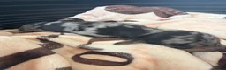 Miniature Dachshund dogs for sale: Miniature dauchunds  - Advert 9