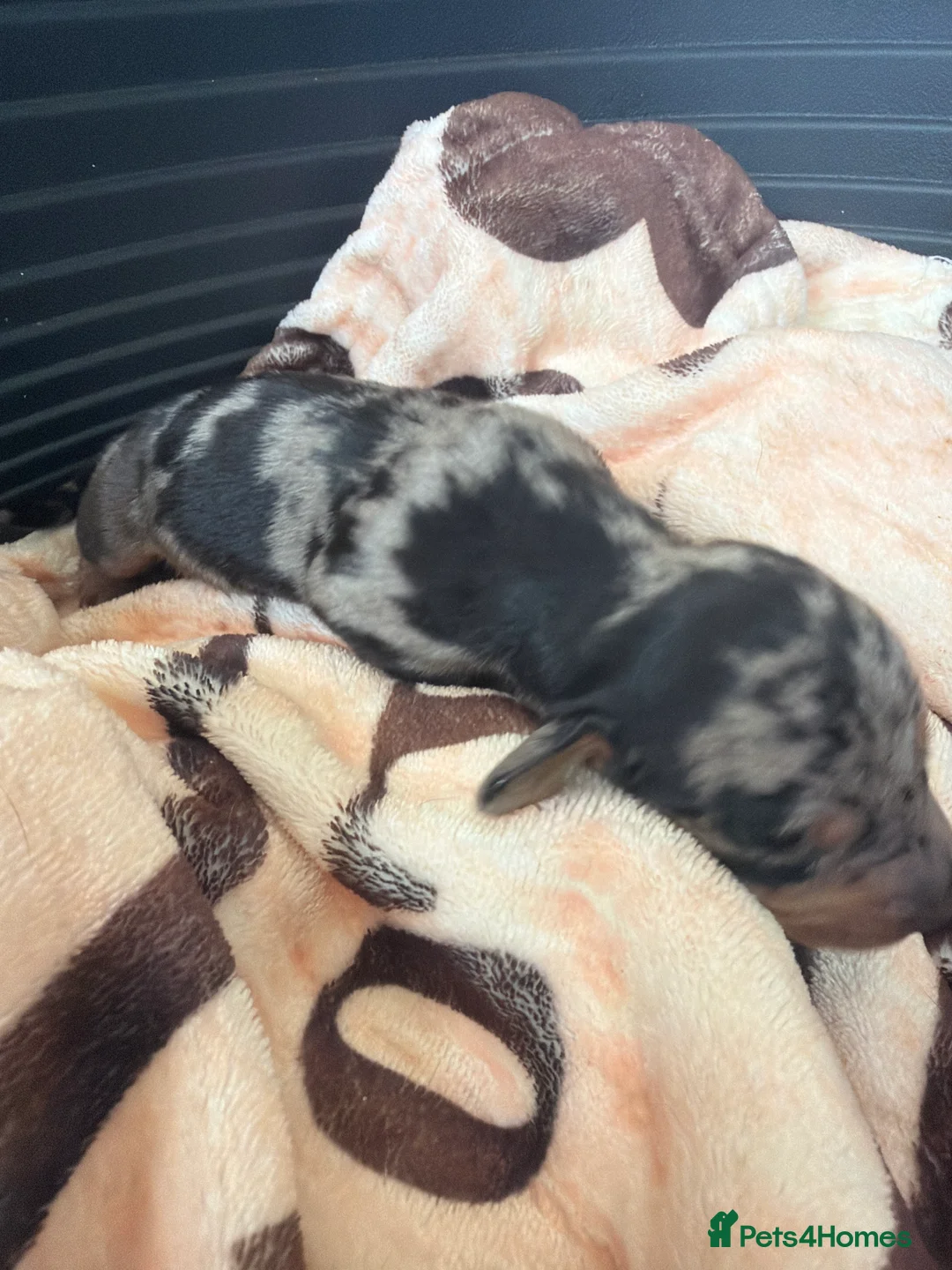 Miniature Dachshund dogs for sale: Miniature dauchunds  - Advert 9