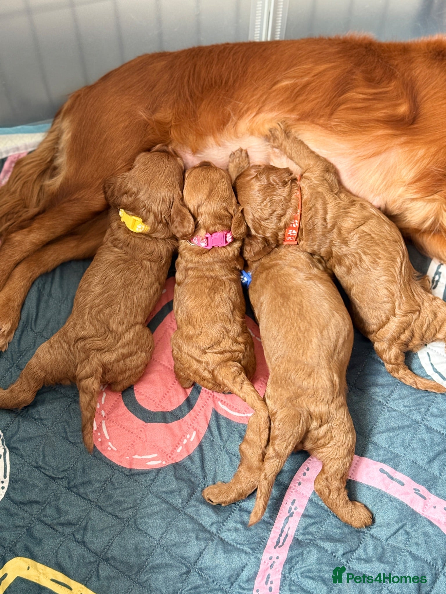 Cavapoo dogs Beautiful F1 Cavapoos - Advert 13