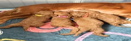 Cavapoo dogs for sale: Beautiful F1 Cavapoos - Advert 1