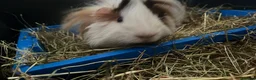 Guinea Pig rodents for sale: 2x Guinea Pig Boars for sale - Advert 4