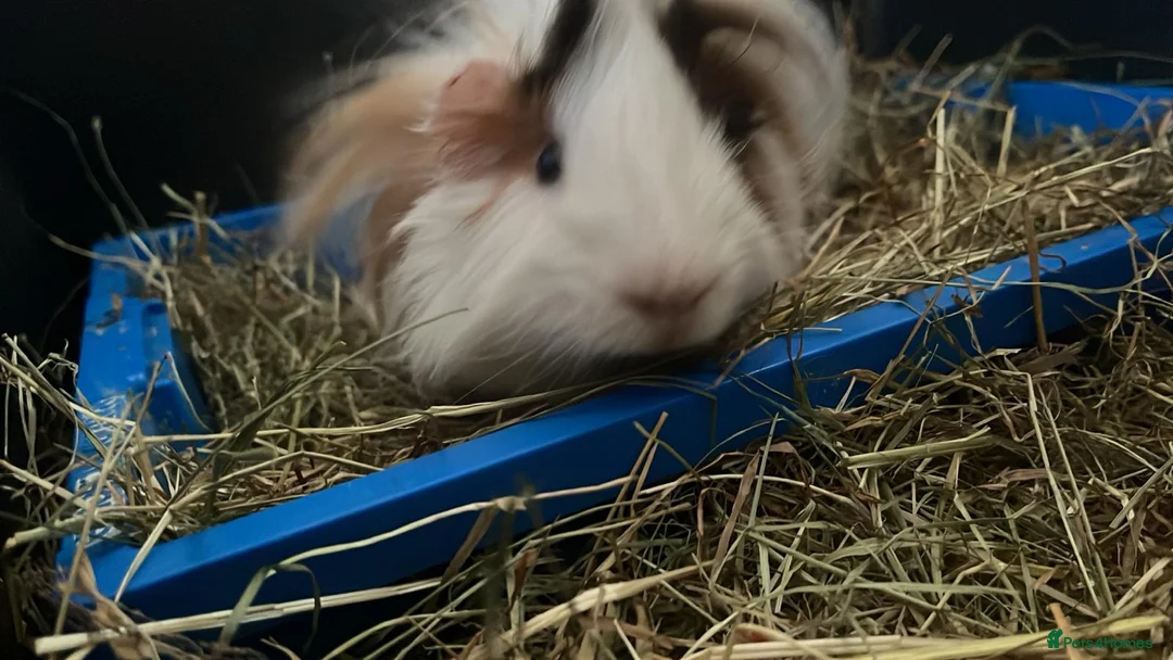 Guinea Pig rodents for sale: 2x Guinea Pig Boars for sale - Advert 4