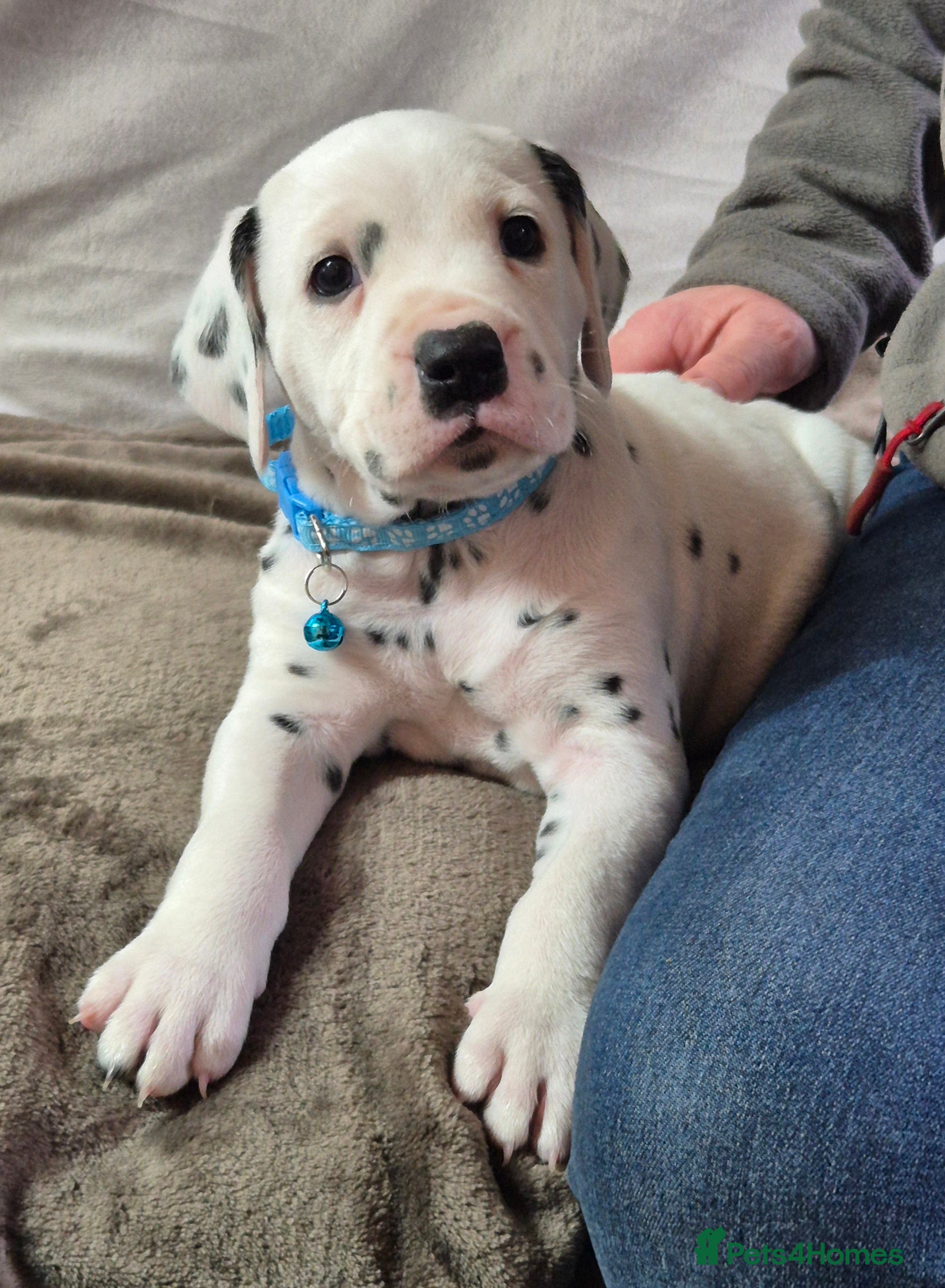 Dalmatian dogs Beautiful KC Reg LUA Dalmatian Pups - Advert 5