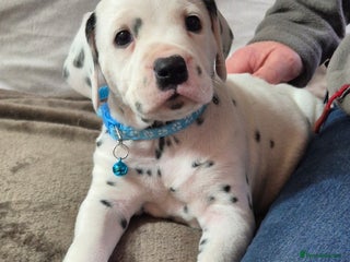 Dalmatian dogs Beautiful KC Reg LUA Dalmatian Pups - Advert 5