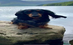 Miniature Dachshund dogs for stud: Silver dapple long haired mini dachshund for stud in Whitehaven - Image 6