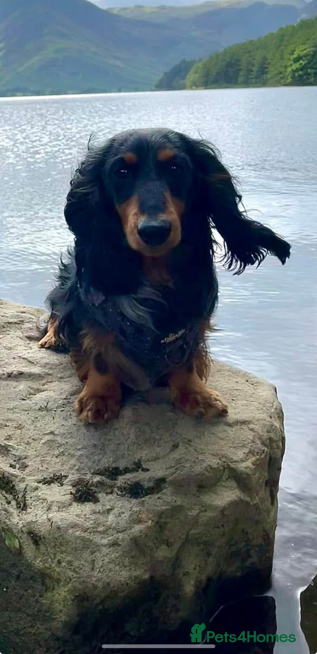 Miniature Dachshund dogs for stud: Silver dapple long haired mini dachshund for stud in Whitehaven - Image 6