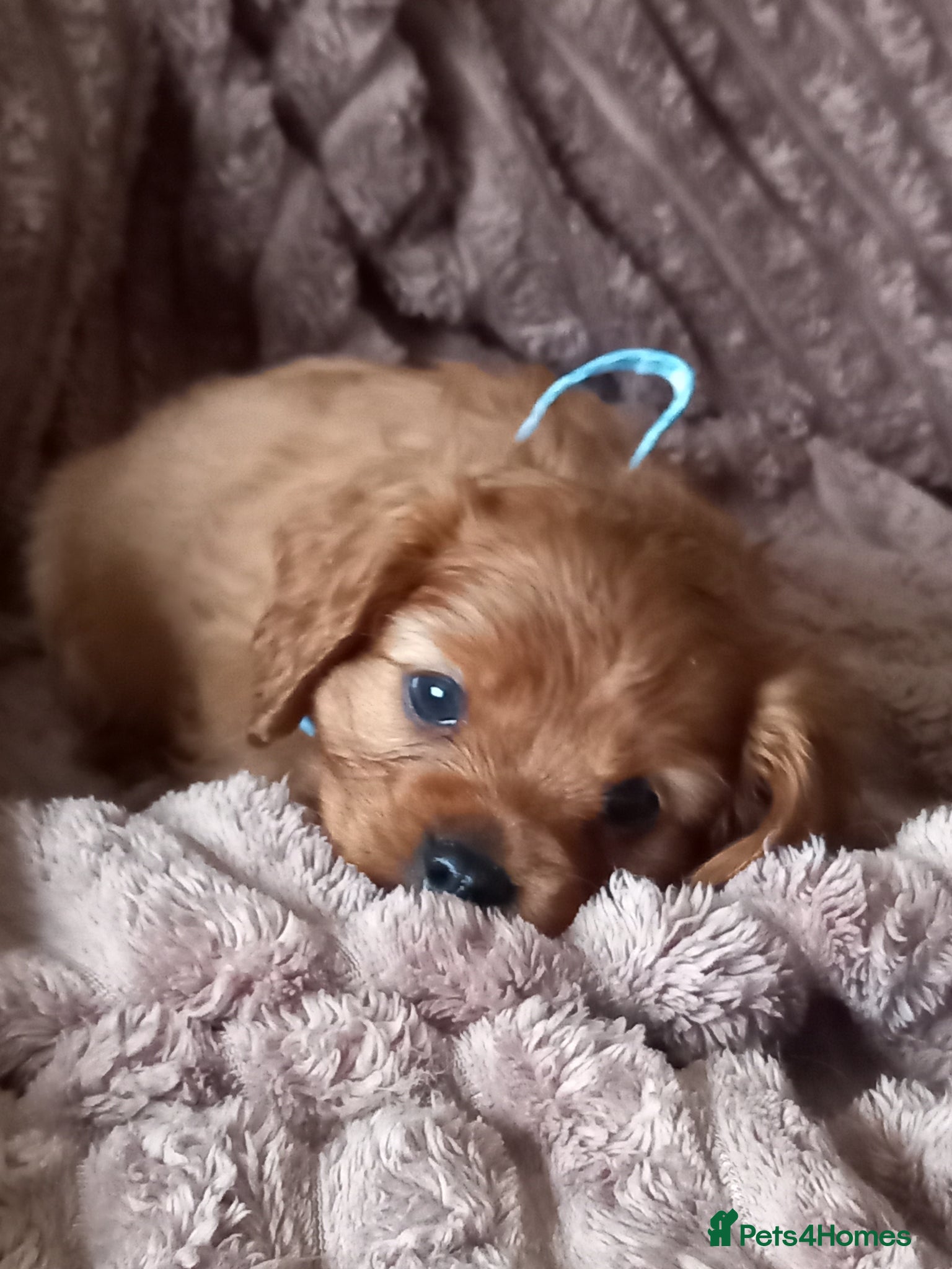 Cavapoo dogs Fb1 cavapoo  - Advert 15