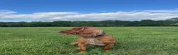 Cocker Spaniel dogs for sale: 6 Liver Cocker Spaniel Puppies - Advert 3