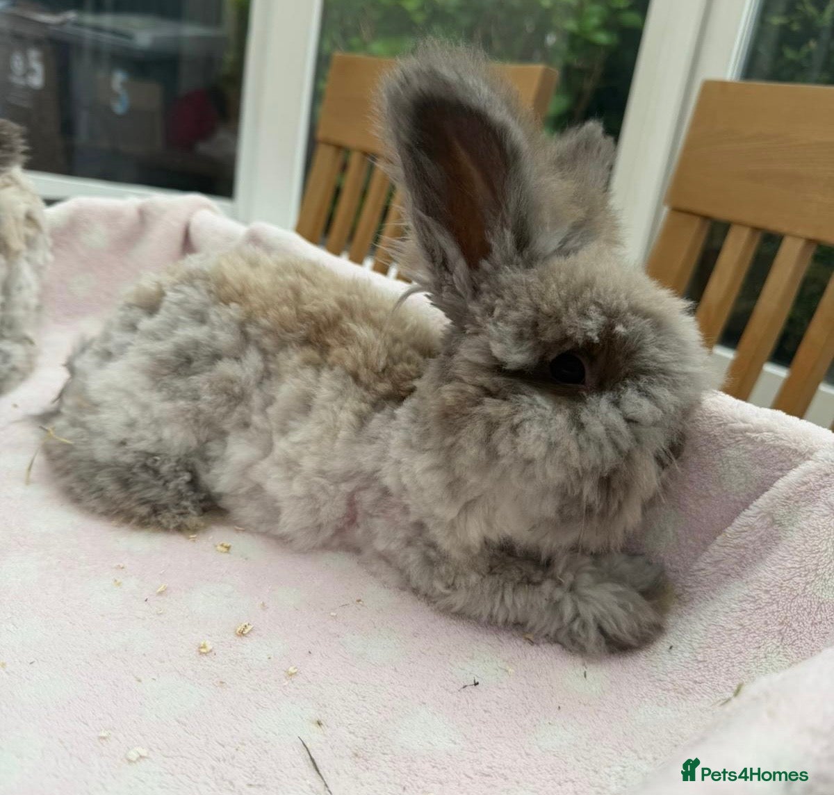 Angora rabbits Pure bred Angora bunnies £140 - Advert 5