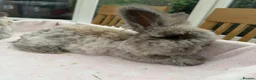 Angora rabbits for sale: Pure bred Angora bunnies £140 - Advert 1