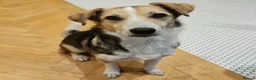 Mixed Breed dogs for adoption: Banjo (terrier mix) in London - Advert 2