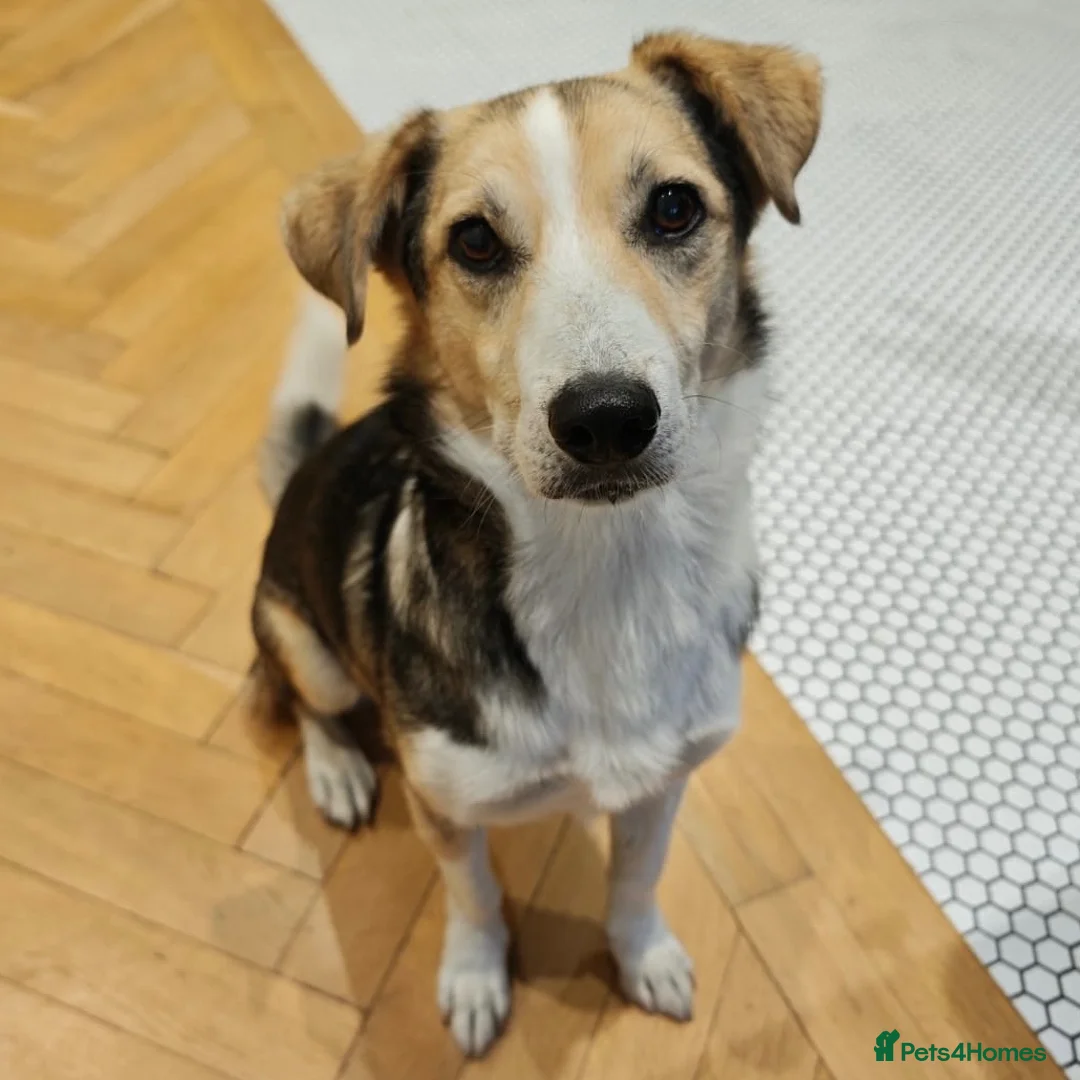 Mixed Breed dogs for adoption: Banjo (terrier mix) in London - Advert 2