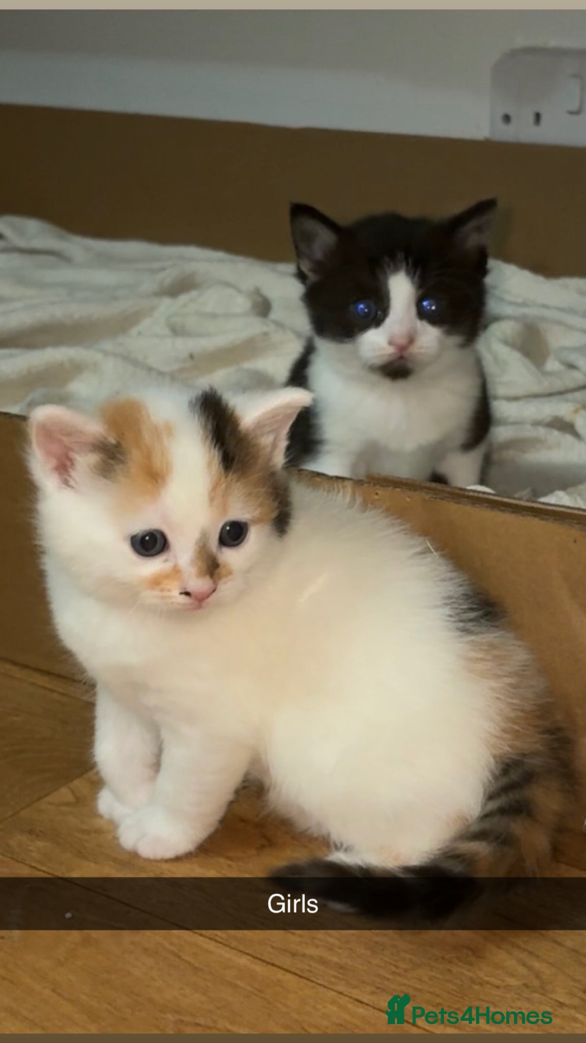 Mixed Breed cats ✨ 5 BEAUTIFUL KITTENS READY 26th MAY ✨ - Advert 2