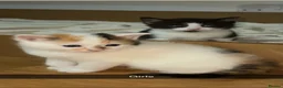 Mixed Breed cats for sale: ✨ 5 BEAUTIFUL KITTENS READY 26th MAY ✨ - Advert 1