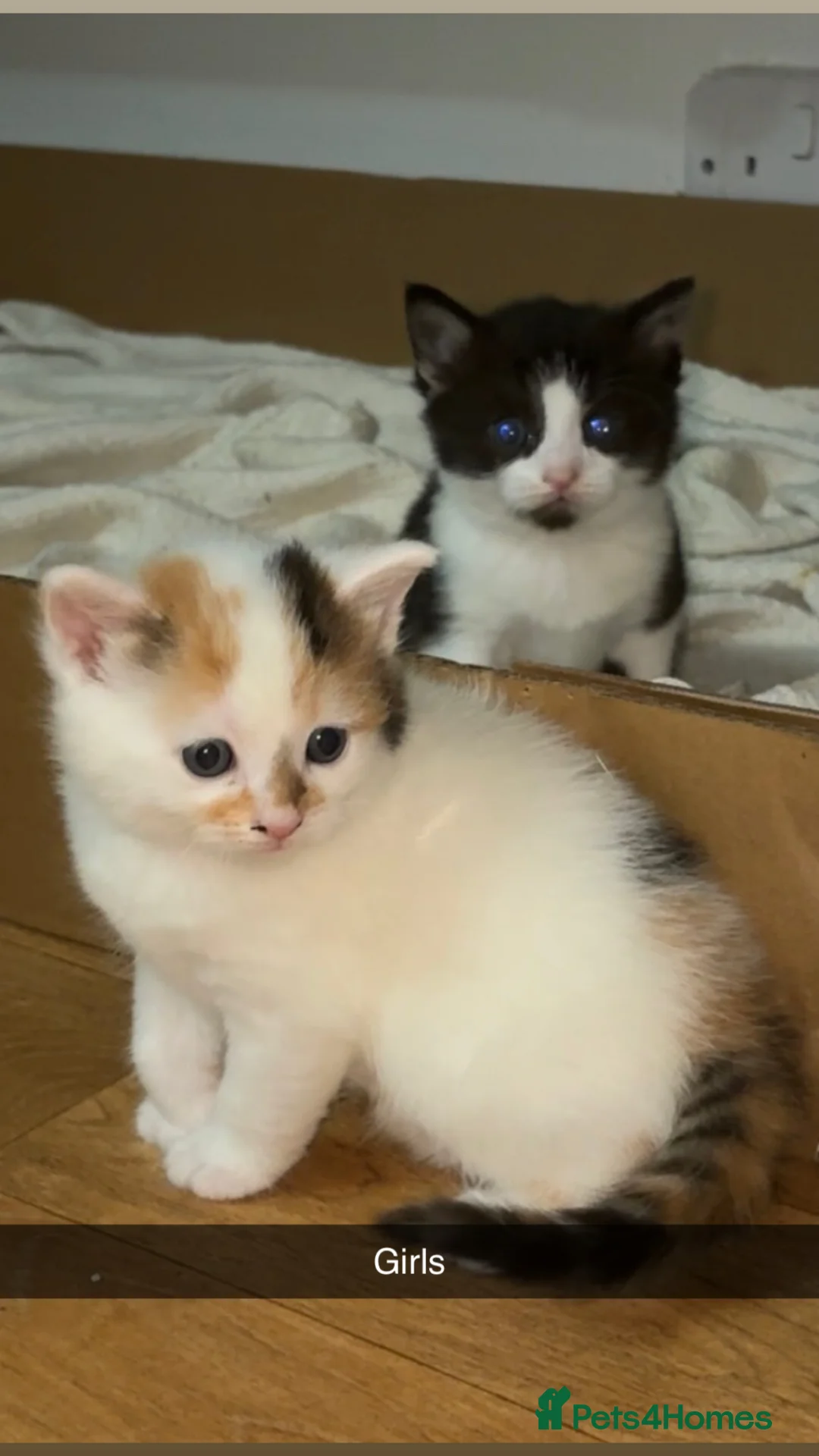 Mixed Breed cats for sale: ✨ 5 BEAUTIFUL KITTENS READY 26th MAY ✨ - Advert 1