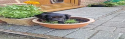 Cocker Spaniel dogs for sale: Working cocker spaniel  in Bournemouth - Advert 2
