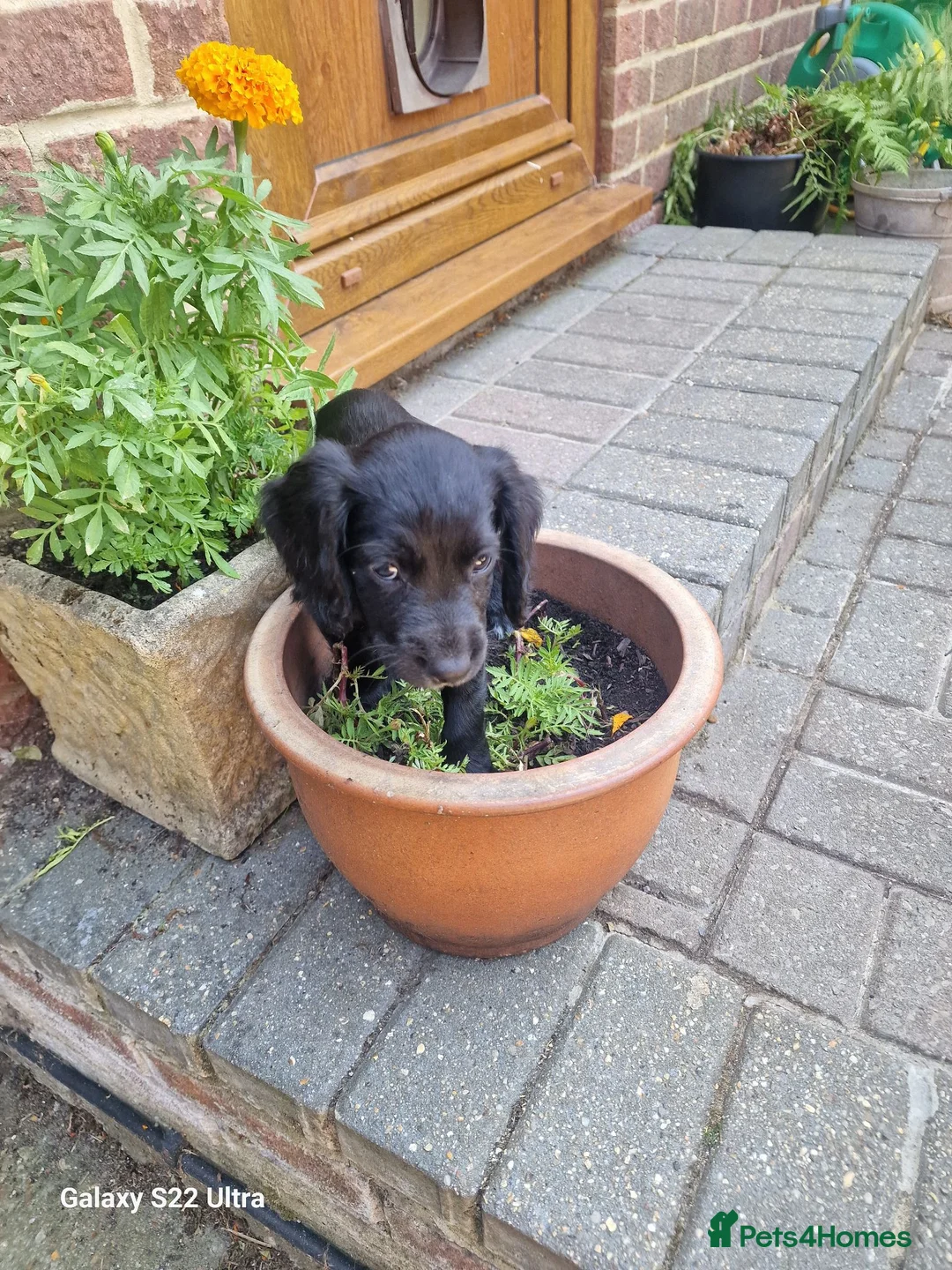 Cocker Spaniel dogs for sale: Working cocker spaniel  in Bournemouth - Advert 2
