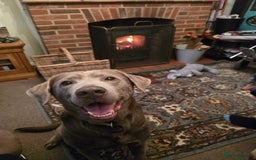 Labrador Retriever dogs for sale: Stunning Charcoal Labrador puppies - Image 4