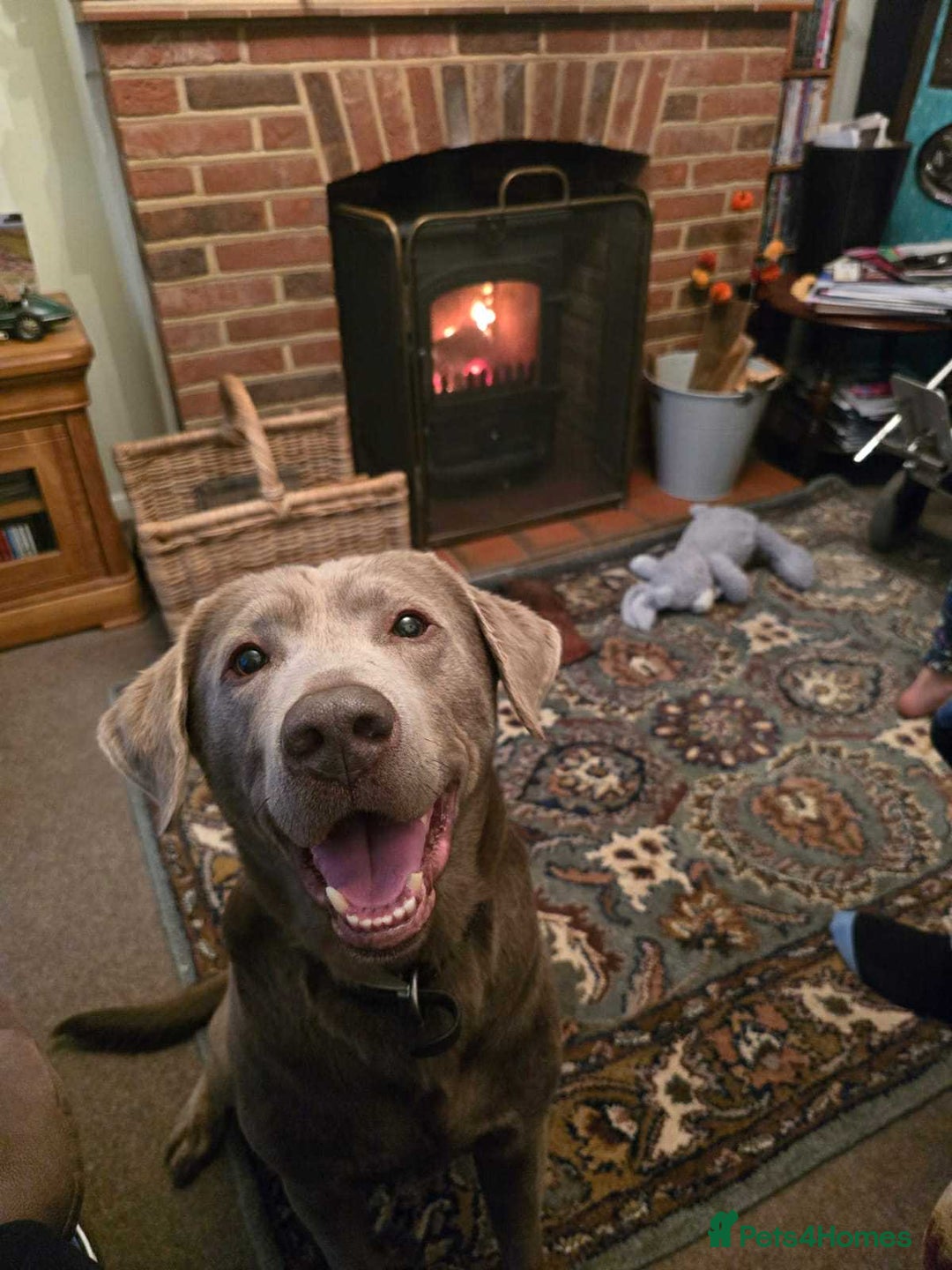 Labrador Retriever dogs for sale: Stunning Charcoal Labrador puppies - Image 4