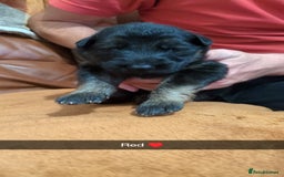 German Shepherd dogs for sale:  Gorgeous German Shepherd Puppies in Doncaster - Image 14