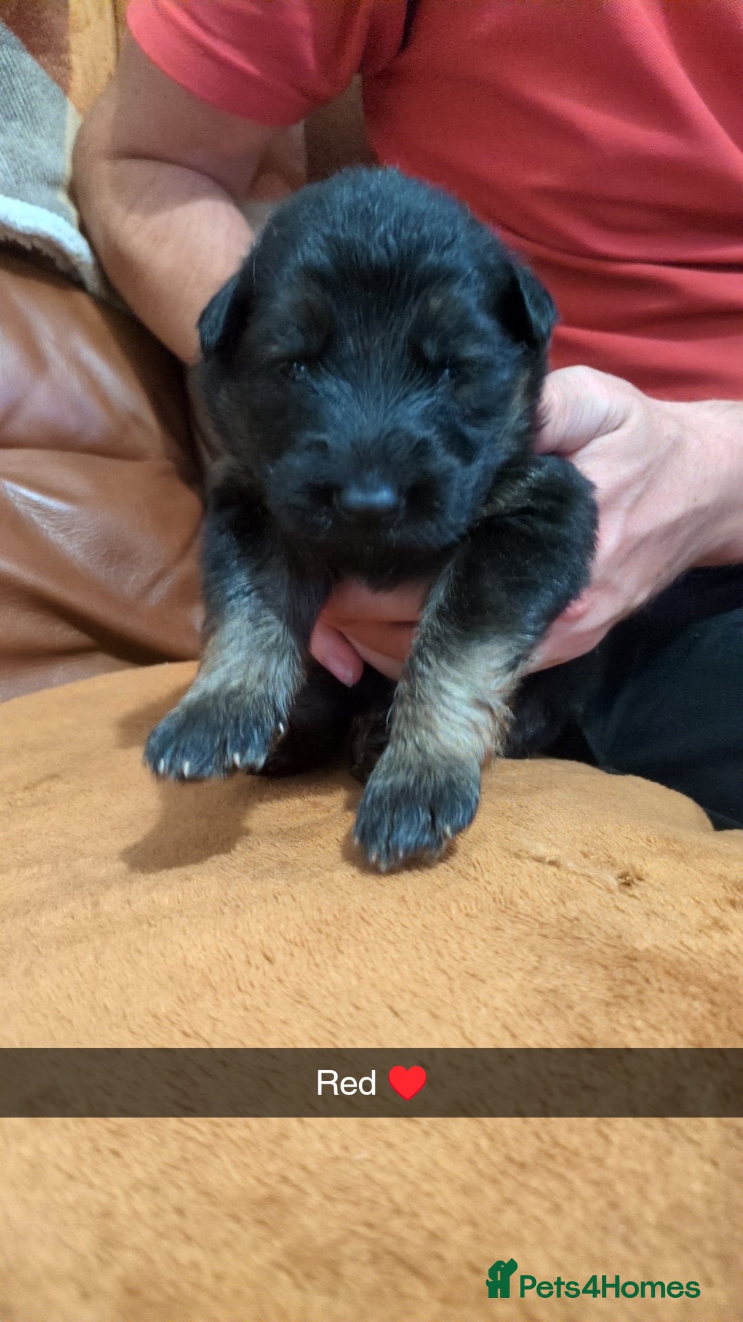 German Shepherd dogs for sale:  Gorgeous German Shepherd Puppies in Doncaster - Image 14
