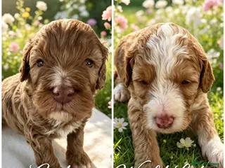 Cockapoo dogs ❤️DNA CLEAR, Last 2 Adorable Cockapoo puppies 🥰 - Advert 13