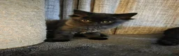 Mixed Breed cats for sale: 2 gorgeous female kittens - Advert 9